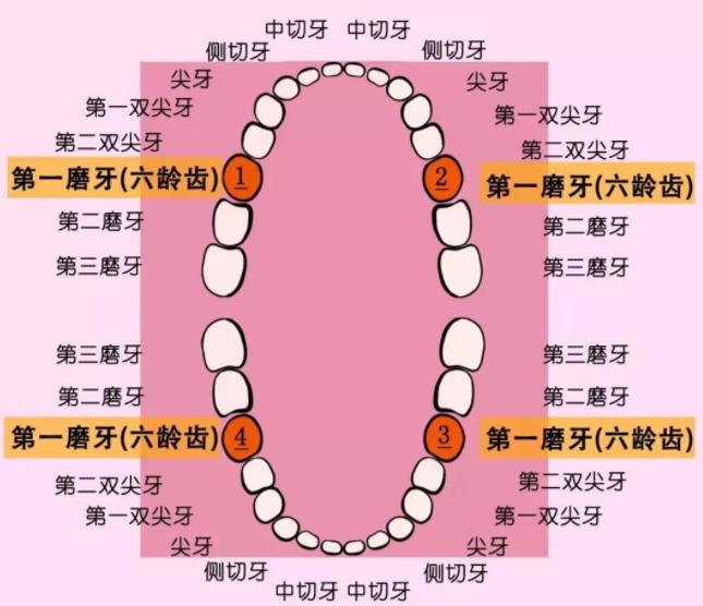 兒童的六齡牙，深圳牙科