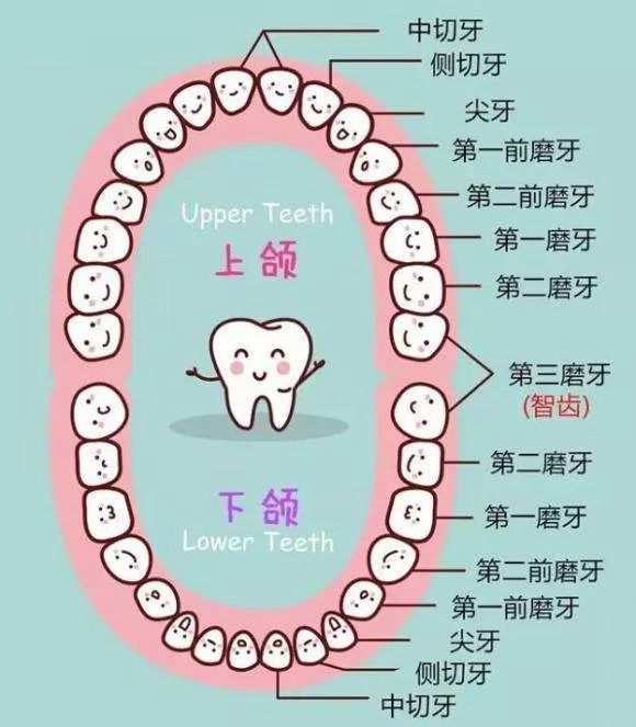 牙齒的萌出有何規律？