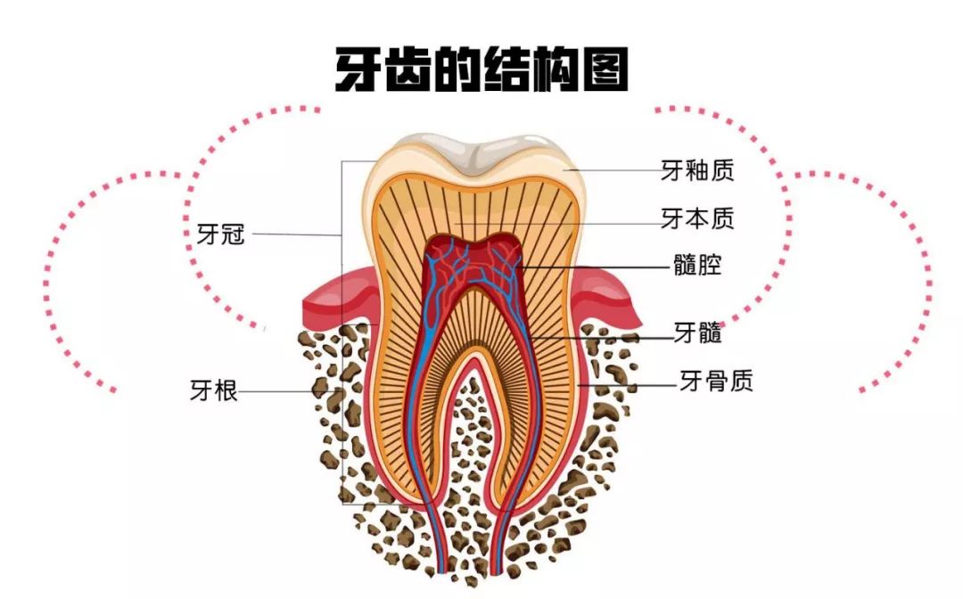 牙周組織包括哪些部分？各有什麼作用？