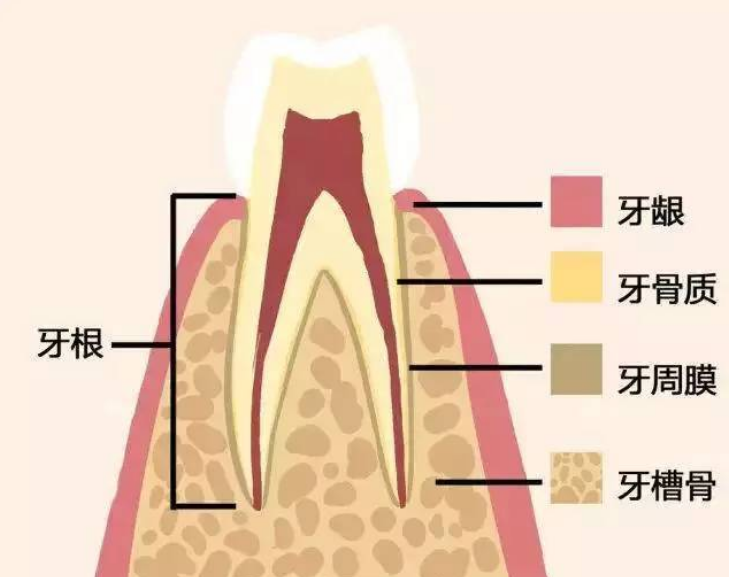 深圳睇牙，牙根外露系咩原因？點樣治療？ 