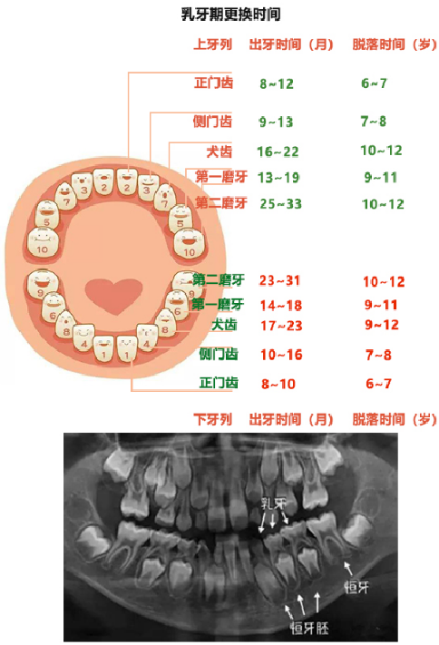 維港口腔兒童牙科