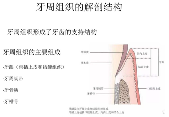 牙周組織的解剖結構