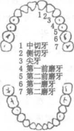 深圳拔乳牙